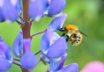 Vibrant Macro: Bumblebee Pollinating Purple Lupine