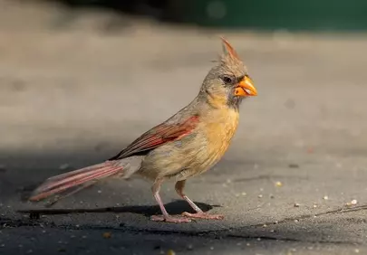 Graceful Female Northern Cardinal in Natural Habitat
