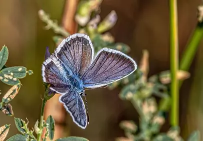 Enchanting Blue Butterfly: Delicate Wings on Nature's Canvas