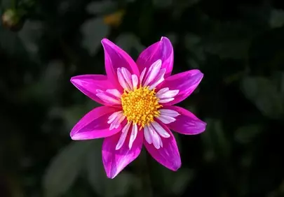 Vibrant Pink Petals: A Captivating Floral Masterpiece
