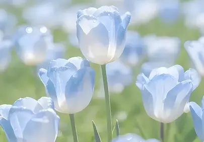 Enchanting Blue Tulips: A Dreamy Spring Field in Soft Light