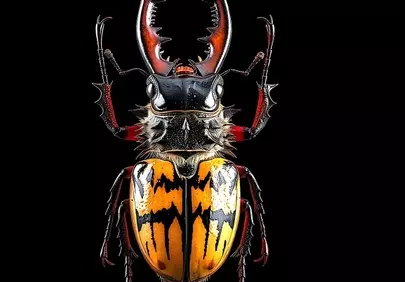 Exquisite Macro: Stag Beetle's Vibrant Armor Revealed