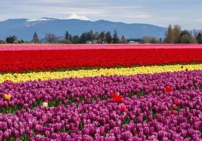 Vibrant Tulip Fields Bloom Under Majestic Mountains