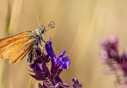 Vibrant Macro: Butterfly on Lavender in Spring