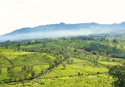Breathtaking Green Tea Plantations Embrace Misty Mountains
