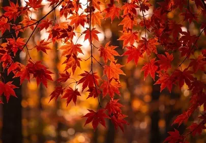 Vibrant Autumn Splendor: Red Maple Leaves in Golden Sunlight