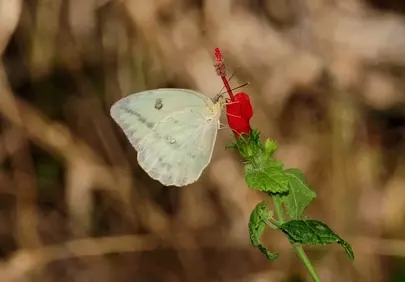 Enchanting Pollination: Butterfly & Vibrant Red Flower