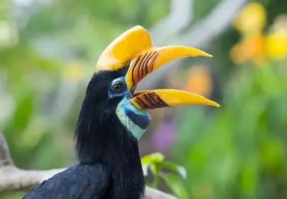 Vibrant Yellow-Billed Hornbill: Indonesian Tropical Bird