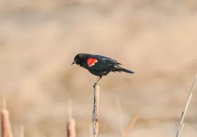 Vibrant Red-winged Blackbird Perched in Marshland
