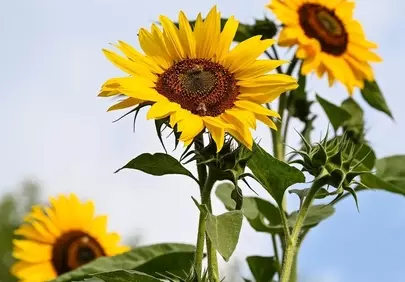 Vibrant Sunflowers Bask in Golden Summer Light