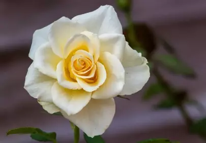 Stunning White & Yellow Rose: A Garden's Blooming Jewel