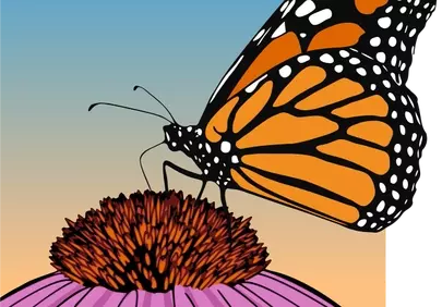 Vibrant Monarch Butterfly on Coneflower: A Summer's Kiss