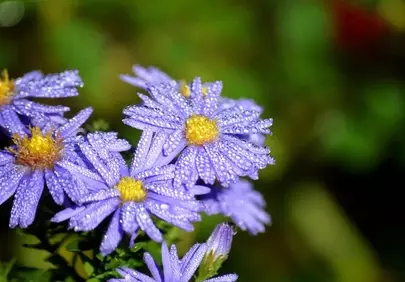 Vibrant Purple Asters: Autumn Dew Kisses