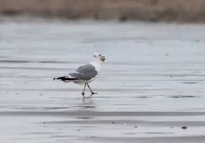 Coastal Hunter: Seagull Foraging on a Rainy Beach