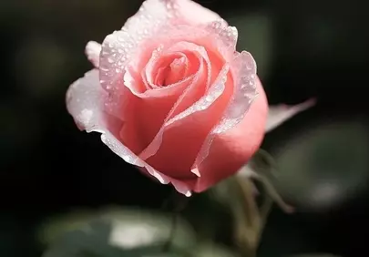 Enchanting Pink Rose: Dew-Kissed Perfection in Macro