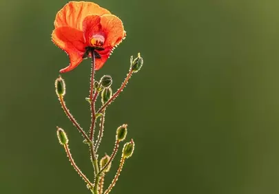 Vibrant Poppy Bloom with Backlit Beauty