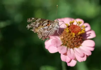 Vibrant Zinnia Bloom with Delicate Butterfly