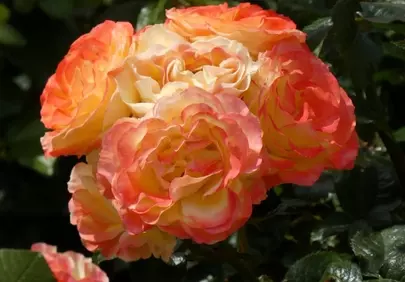Vibrant Orange Rose Bouquet: A Garden's Summer Charm