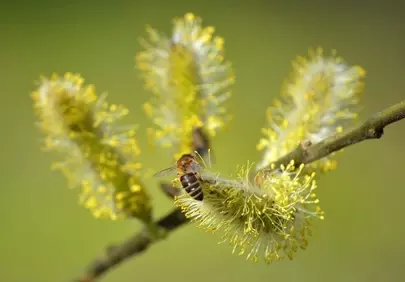Vibrant Spring Awakening: Honey Bee on Willow Catkin