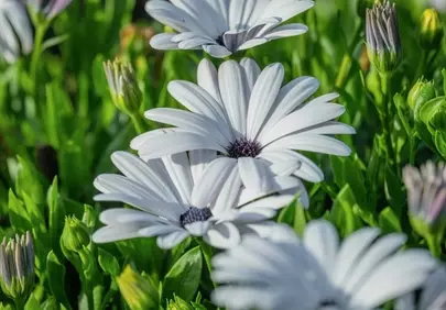 Vibrant White Daisies: Summer's Natural Beauty