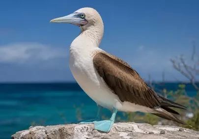 Stunning Abbott's Booby: A Tropical Seabird's Majestic Gaze