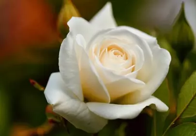 Stunning White Rose: Elegant Macro Blossom in Spring Sunlight