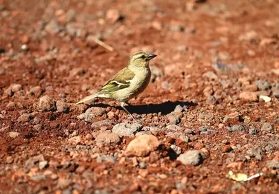 Vibrant Chaffinch Foraging: Earthy Tones and Wild Beauty