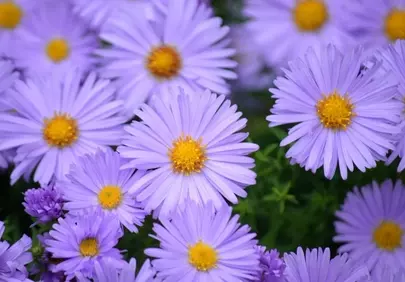 Vibrant Autumn Asters: A Symphony of Purple Blossoms