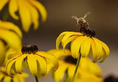 Vibrant Summer Delight: Bee on Black-Eyed Susan