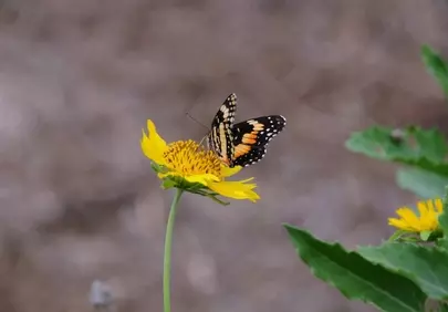 Vibrant Butterfly Pollinating a Sunny Yellow Flower