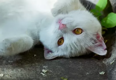 Charming White Kitten: Playful Outdoor Nap