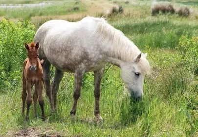 Tender Moment: Mare and Foal Grazing Peacefully in Lush Pasture