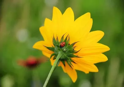 Vibrant Yellow Wildflower with Ladybug: A Macro Nature Moment
