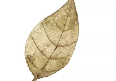 Rustic Watercolor Leaf: Serene Autumnal Art