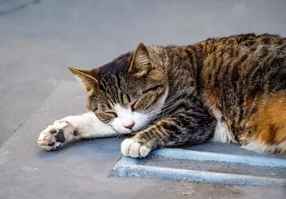 Serene Slumber: A Peaceful Gray Tabby Cat Napping Outdoors