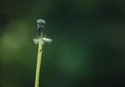 Ephemeral Beauty: Dandelion Seeds Against Green