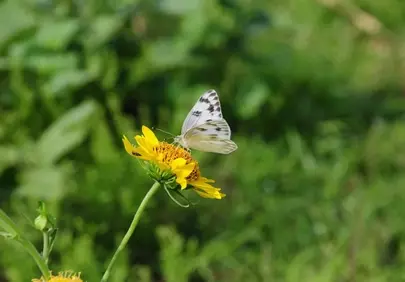 Vibrant Yellow Bloom: Butterfly Pollinating in Nature's Embrace