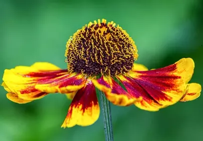 Vibrant Summer Sunset: Exquisite Red and Yellow Helenium Bloom