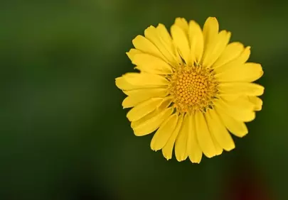 Vibrant Yellow Blossom: Macro Serenity in Nature