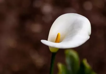 Elegant White Calla Lily: A Symbol of Purity