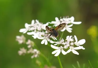 Vibrant Macro: Fly on White Coriander Flowers