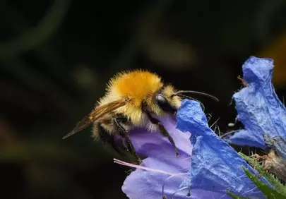 Stunning Macro: Bumblebee's Delicate Dance on a Purple Blossom