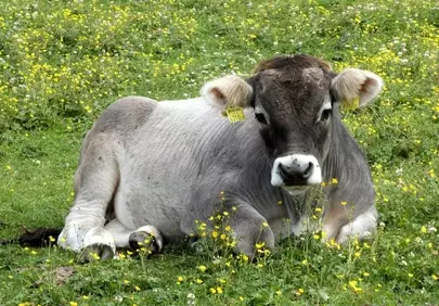 Serene Alpine Calf Resting in a Wildflower Meadow