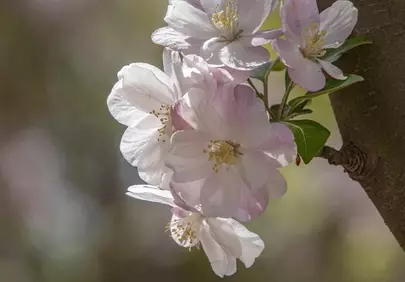 Stunning Apple Blossoms: Delicate Pink & White Spring Blooms