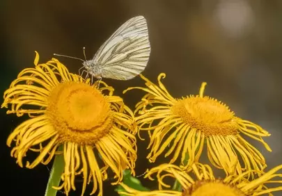 Delicate Butterfly Alights on Vibrant Yellow Blooms
