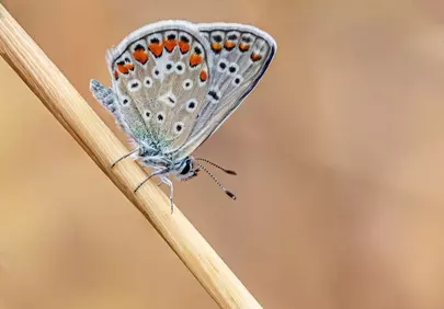 Stunning Macro: Common Blue Butterfly on Dry Stem