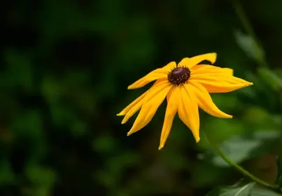 Vibrant Yellow Rudbeckia Blooms in Serene Garden