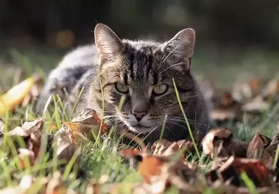 Captivating Autumn Cat: Gaze in the Golden Light