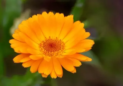 Vibrant Orange Calendula Blooms in Spring Garden