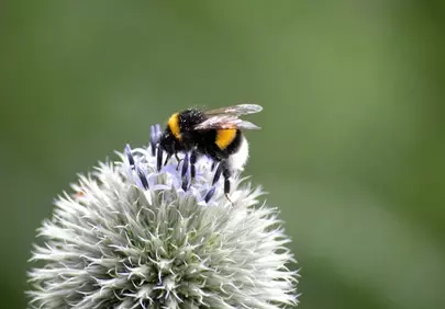 Vibrant Bumblebee Nectaring on Banater Globe Thistle